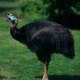 Illustration for article titled Flightless Friday - Casuarius unappendiculatus Edition